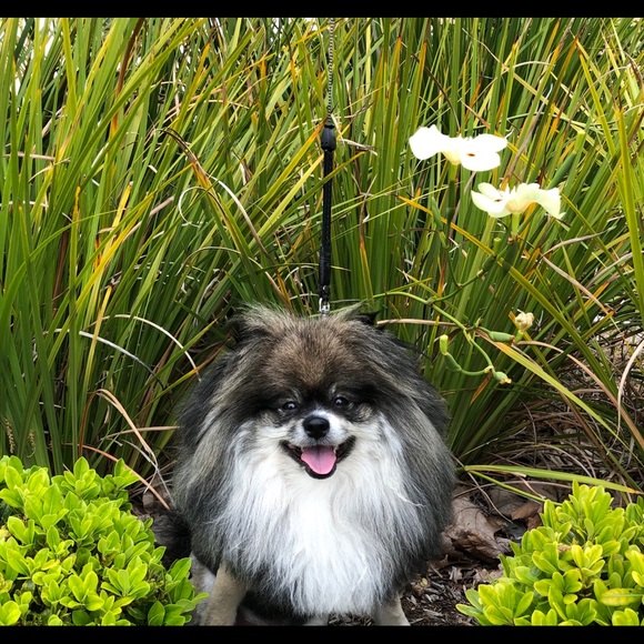 Meet your Posher, Sherry, Scot & Chewy! - Picture 6 of 8